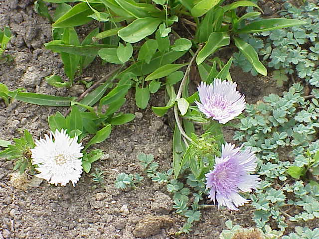Stokesia laevis, Stokes' aster — clumping semi-evergreen (Asteraceae) (image 3 of 10)
