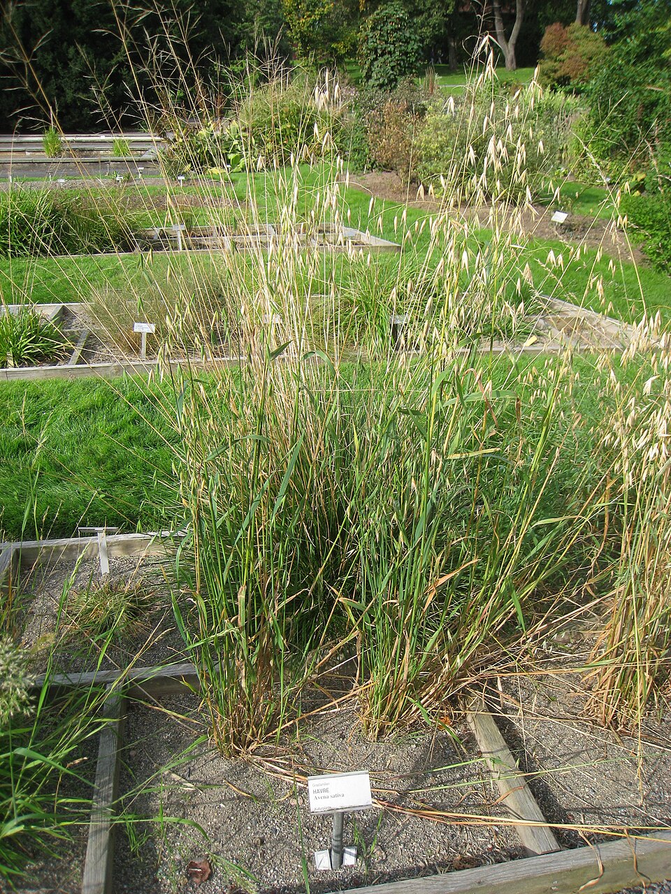 Avena sativa (Common Oat) (alternate view 6)