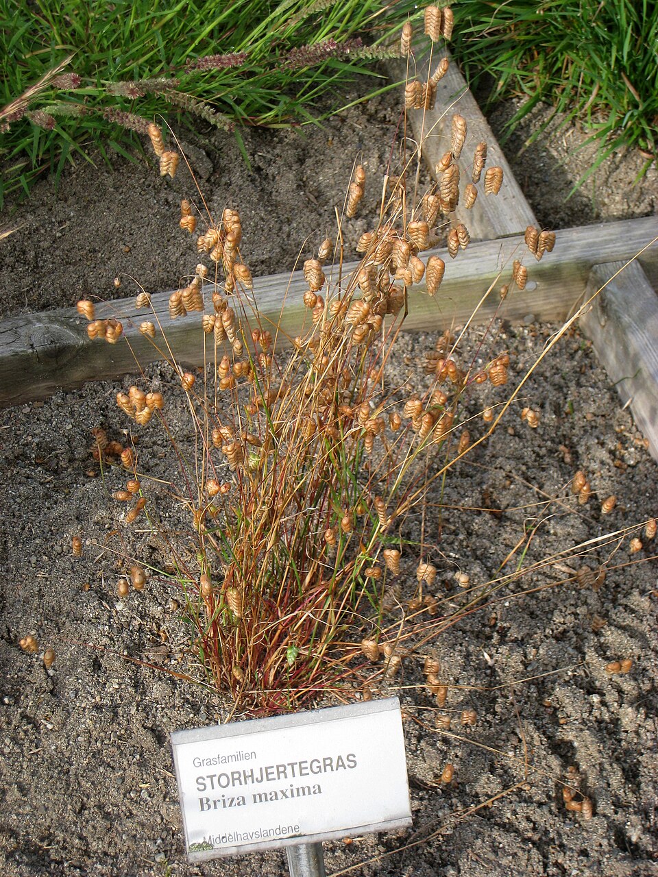 Briza maxima (big quaking grass) (alternate view 6)