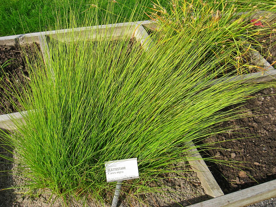 Carex nigra (smooth black sedge)