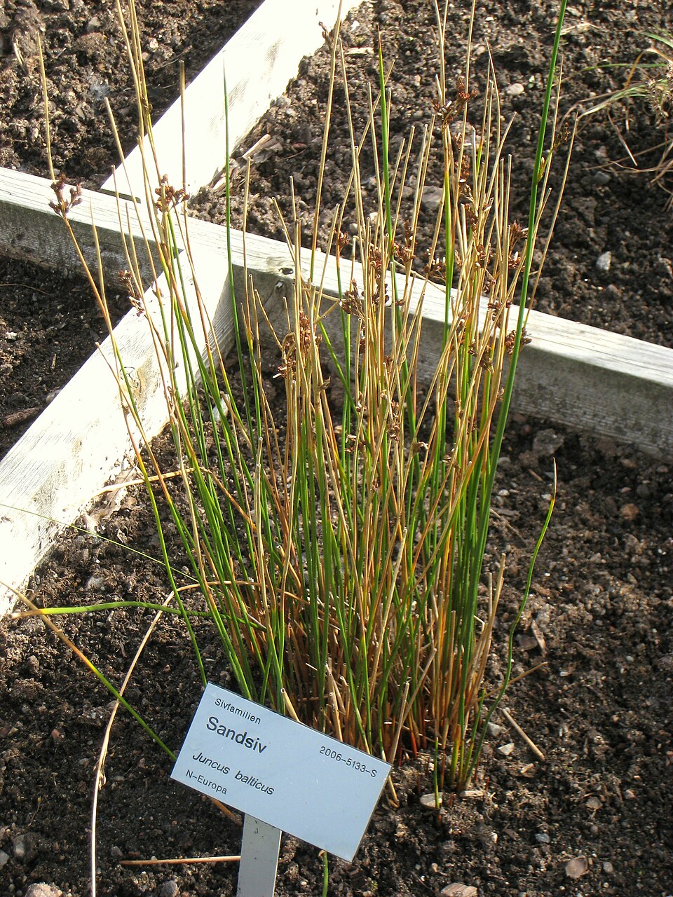 Juncus balticus (Baltic Rush) (alternate view 8)