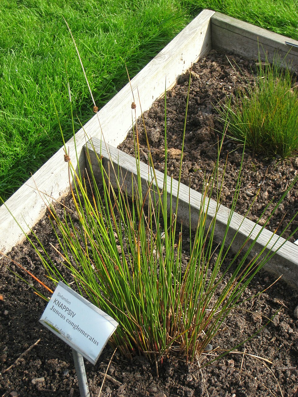 Juncus conglomeratus (Compact Rush)
