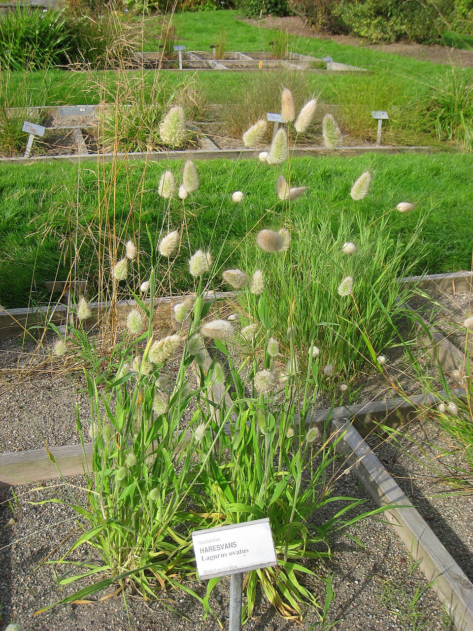 Lagurus ovatus (Hare's Tail Grass)