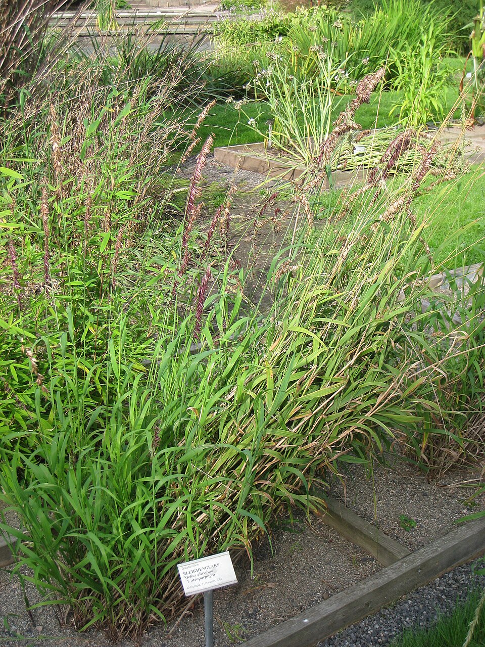 Melica altissima 'Atropurpurea'
