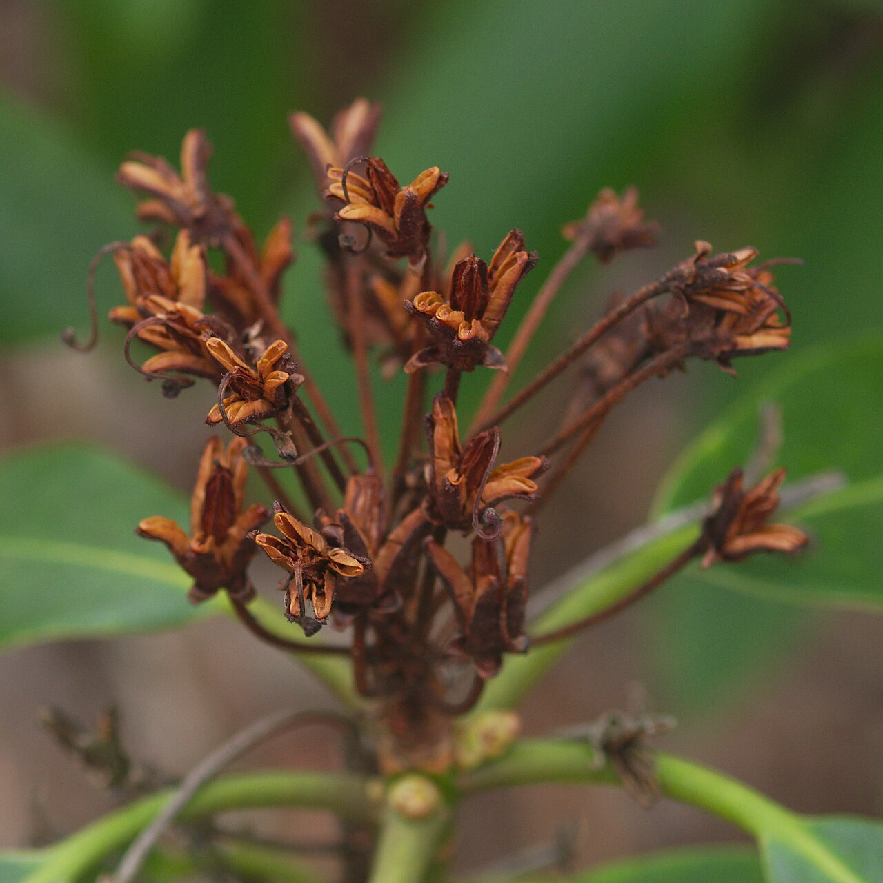 Rhododendron catawbiense, Catawba rhododendron — mounding evergreen (Ericaceae) (image 7 of 10)