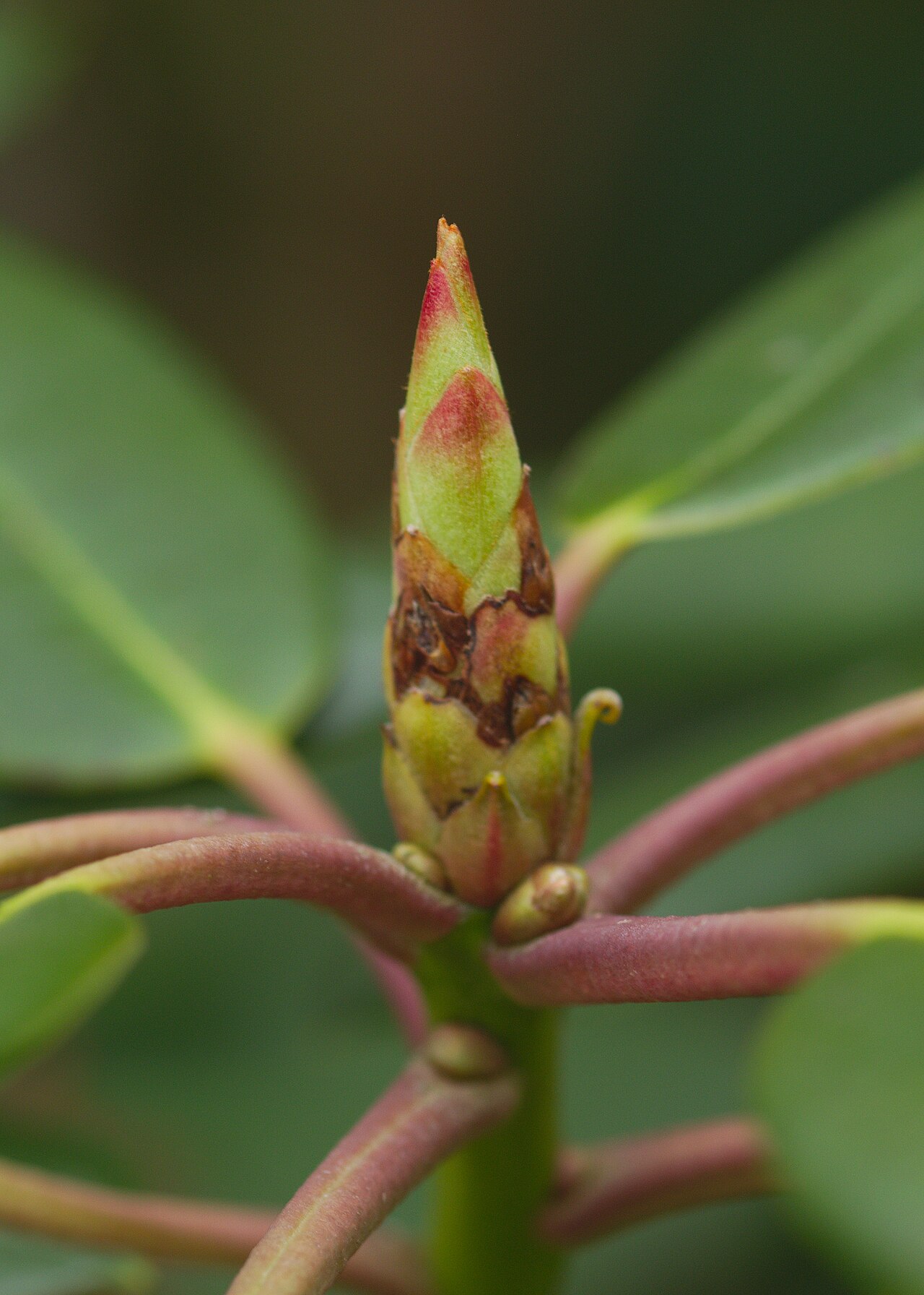 Rhododendron catawbiense, Catawba rhododendron — mounding evergreen (Ericaceae) (image 8 of 10)