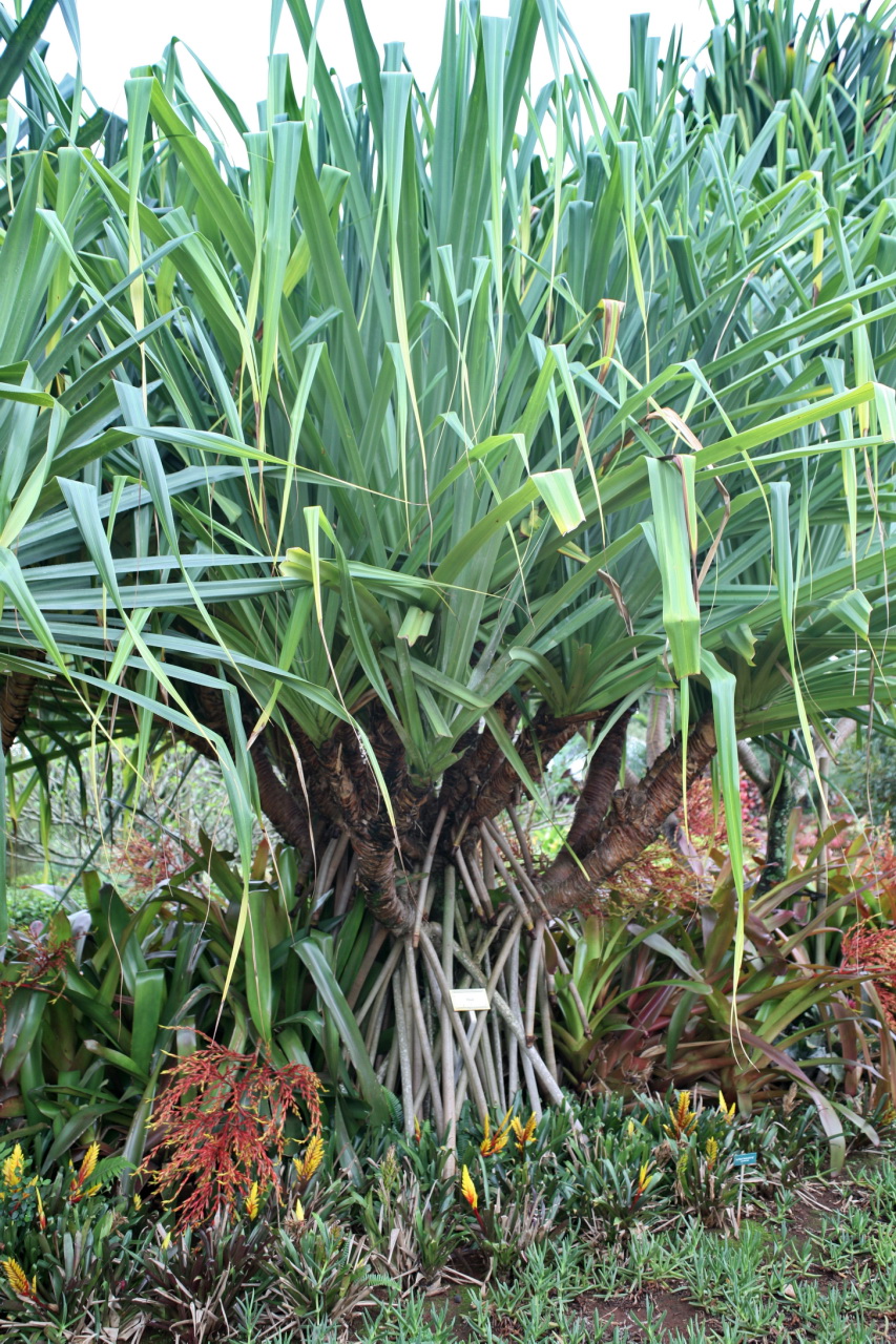 Pandanus tectorius (thatch screwpine) (alternate view 5)