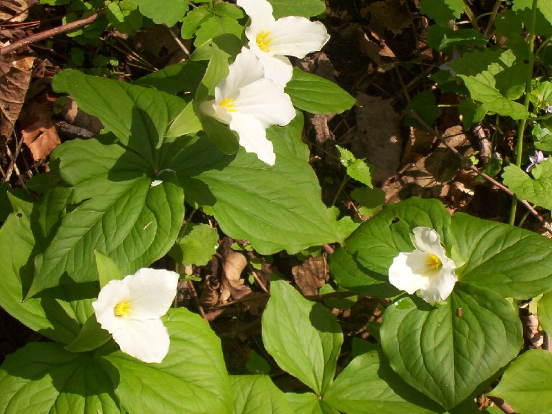 Trillium grandiflorum (large white trillium)
