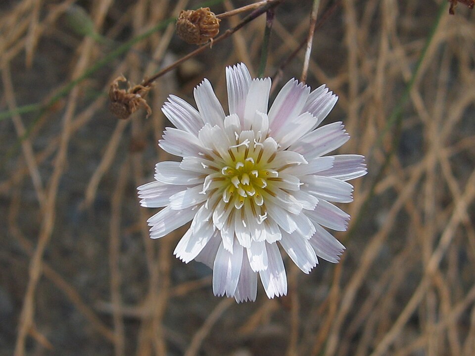 Malacothrix saxatilis (Cliff Aster) (alternate view 7)