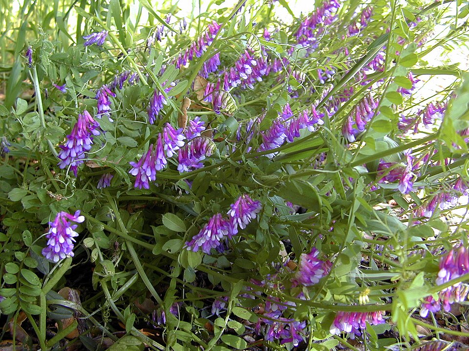 Vicia villosa (woolly vetch) (alternate view 8)
