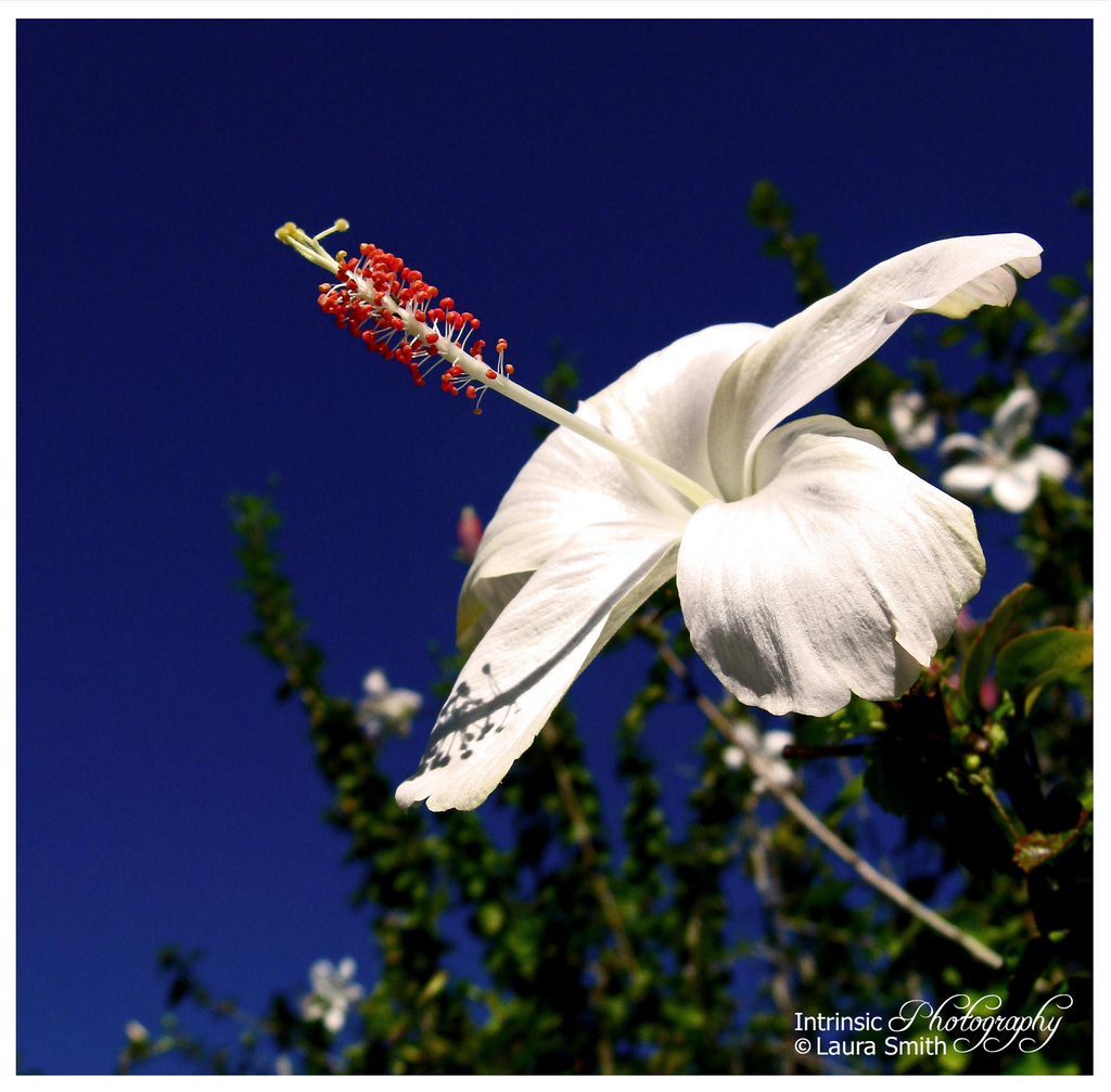 Hibiscus arnottianus, Hawaiian white hibiscus — upright evergreen (Malvaceae) (image 7 of 10)