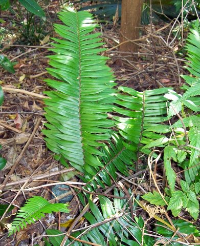 Pellaea falcata (Sickle Fern) (alternate view 3)