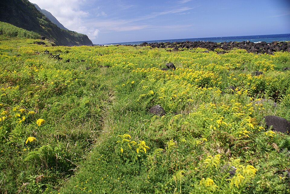 Solidago sempervirens (northern seaside goldenrod) (alternate view 2)
