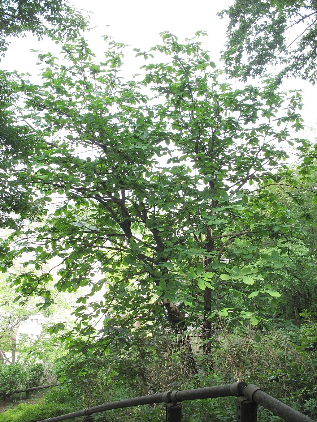 Magnolia obovata, Japanese bigleaf magnolia — upright deciduous (Magnoliaceae) (image 6 of 10)