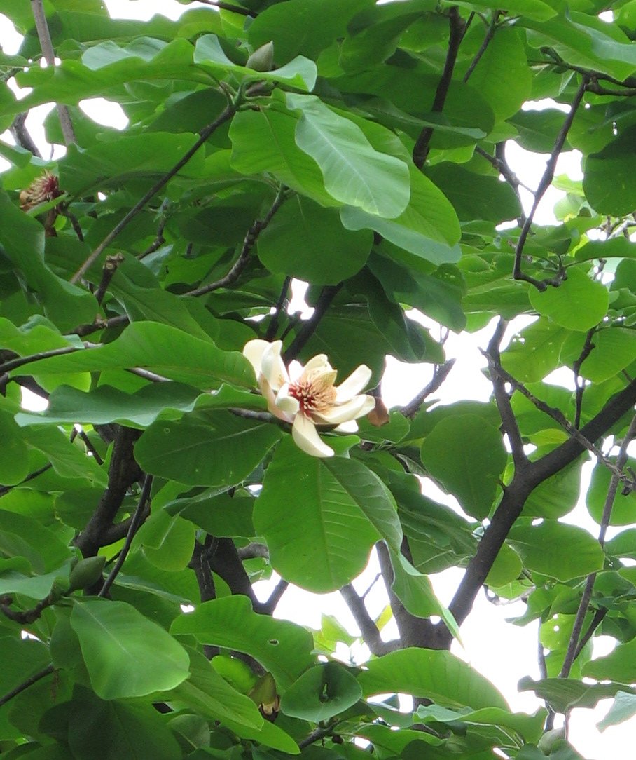 Magnolia obovata, Japanese bigleaf magnolia — upright deciduous (Magnoliaceae) (image 7 of 10)