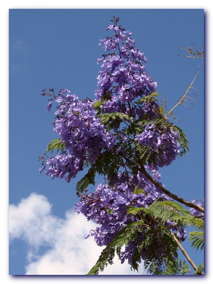 Jacaranda mimosifolia (Jacaranda) (alternate view 10)