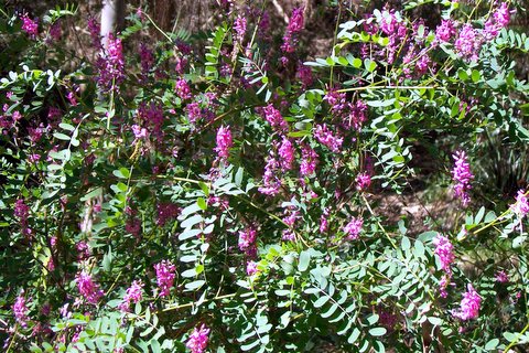 Indigofera australis (Australian Indigo) (alternate view 2)