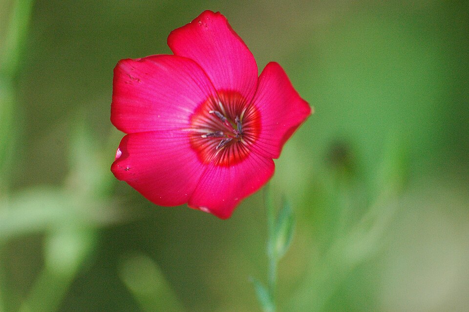 Linum grandiflorum (Scarlet Flax) (alternate view 6)