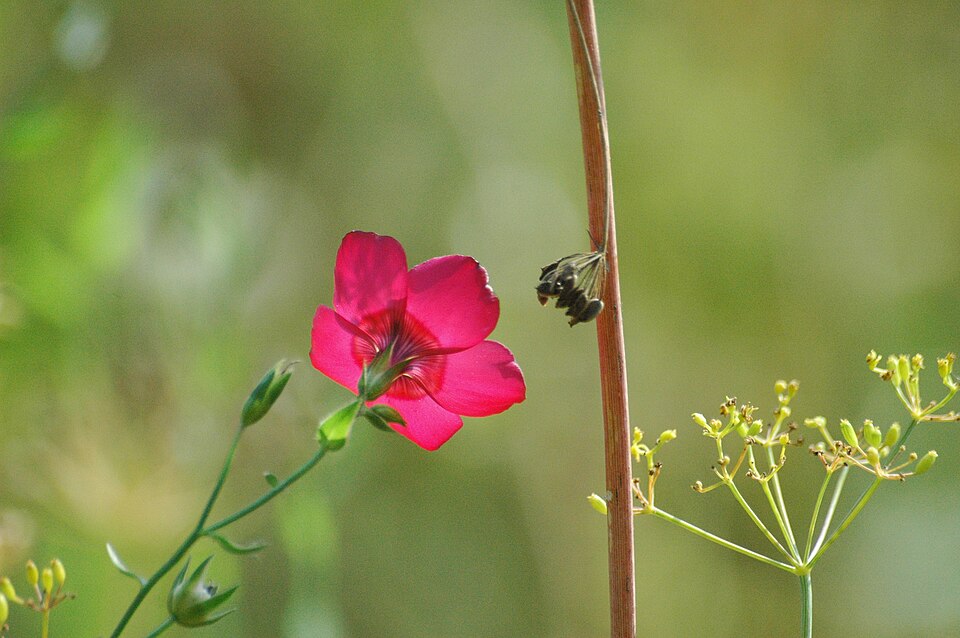 Linum grandiflorum (Scarlet Flax) (alternate view 7)
