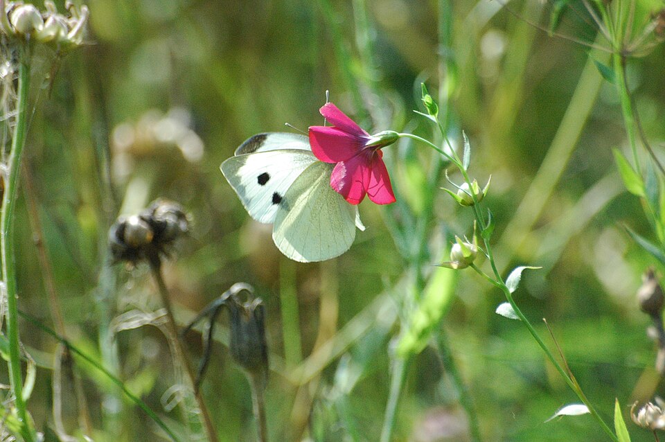 Linum grandiflorum (Scarlet Flax) (alternate view 8)