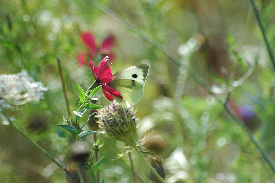 Linum grandiflorum (Scarlet Flax) (alternate view 9)