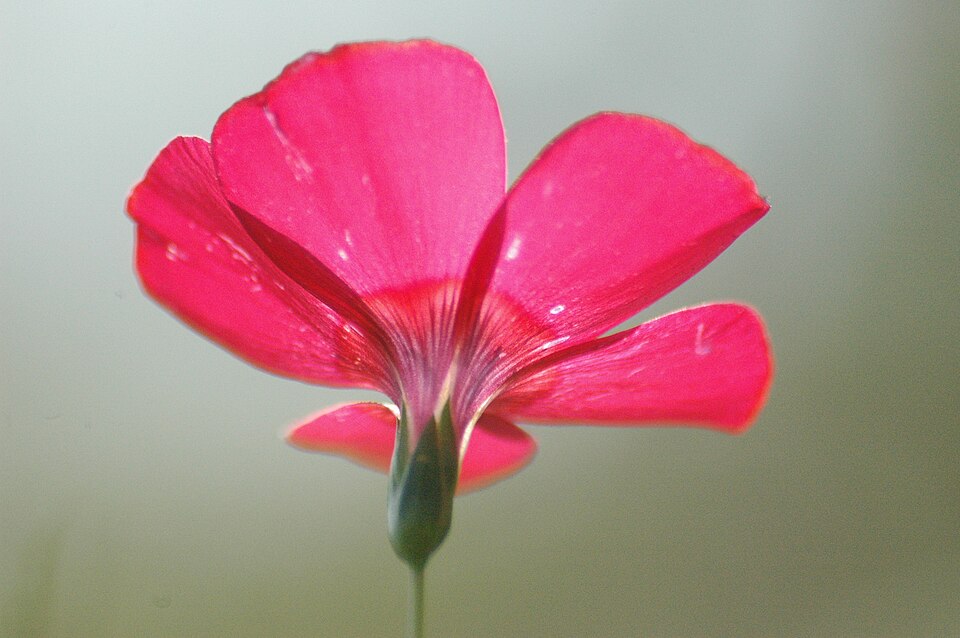 Linum grandiflorum (Scarlet Flax) (alternate view 10)