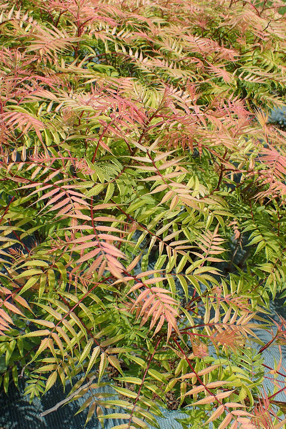 Sorbaria sorbifolia 'Sem'