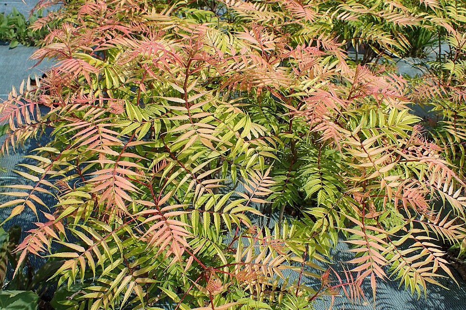 Sorbaria sorbifolia 'Sem' (alternate view 2)