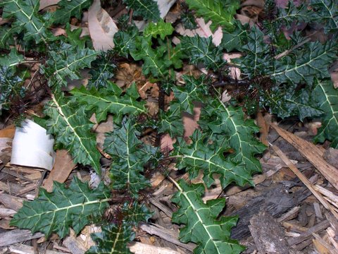 Solanum prinophyllum (Forest Nightshade) (alternate view 6)