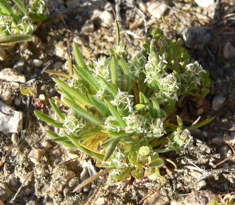 Plantago patagonica