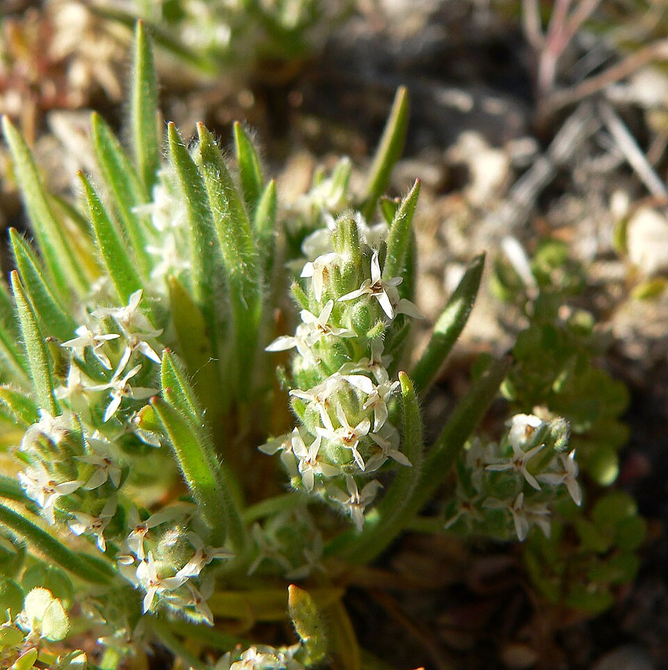 Plantago patagonica (alternate view 2)