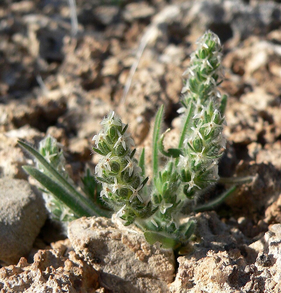 Plantago patagonica (alternate view 3)