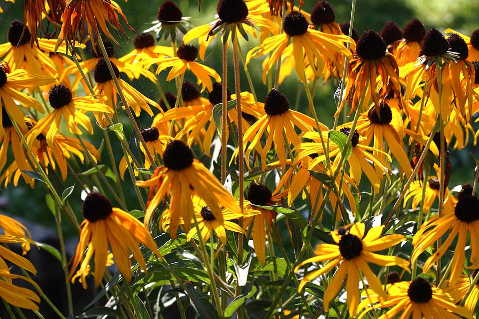 Rudbeckia fulgida (Black-eyed Susan) (alternate view 10)
