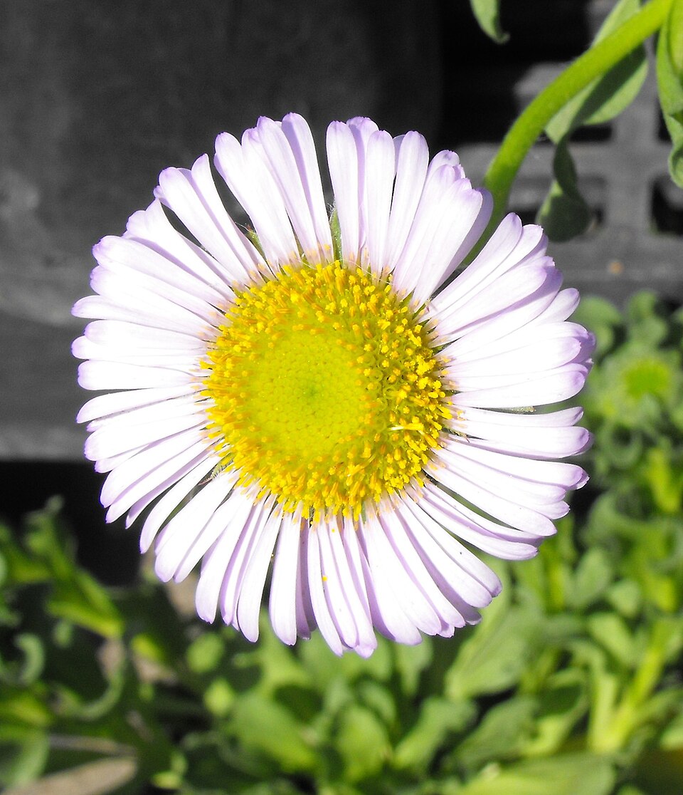 Erigeron glaucus (Seaside Fleabane) (alternate view 10)