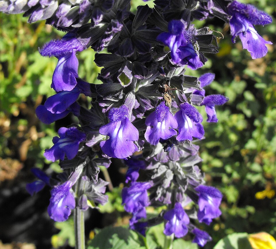 Salvia × 'Indigo Spires' (Indigo Spires Sage) (alternate view 3)
