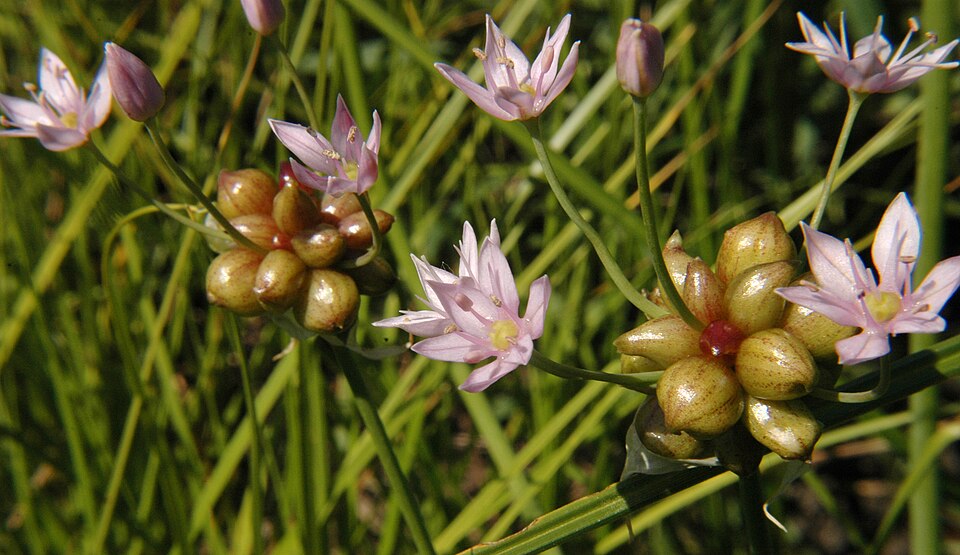 Allium canadense (Canadian Meadow garlic) (alternate view 2)
