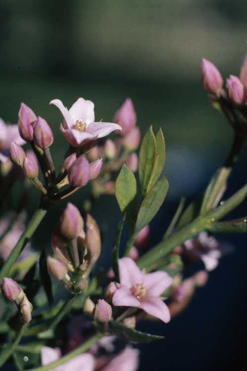 Boronia spathulata (alternate view 3)
