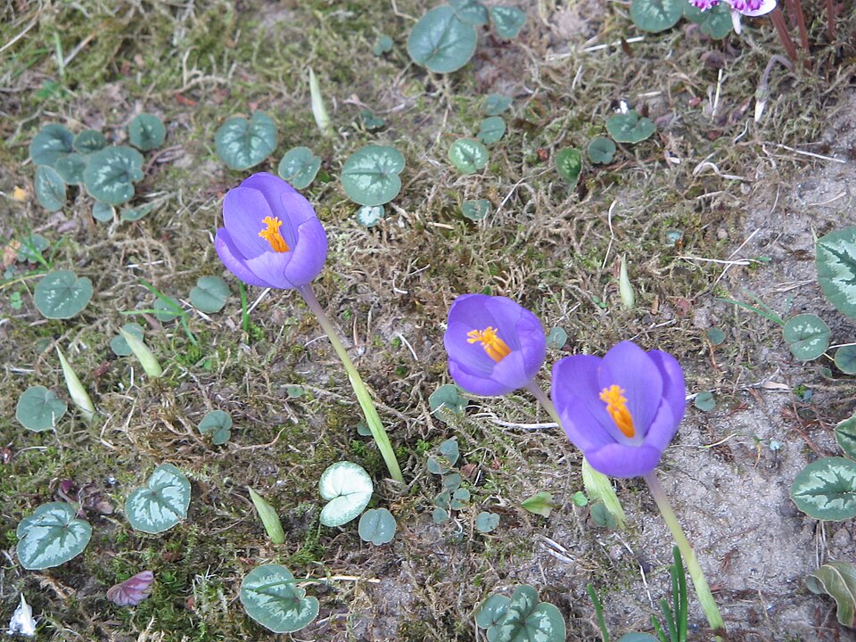 Cyclamen coum (Spring cyclamen) (alternate view 8)