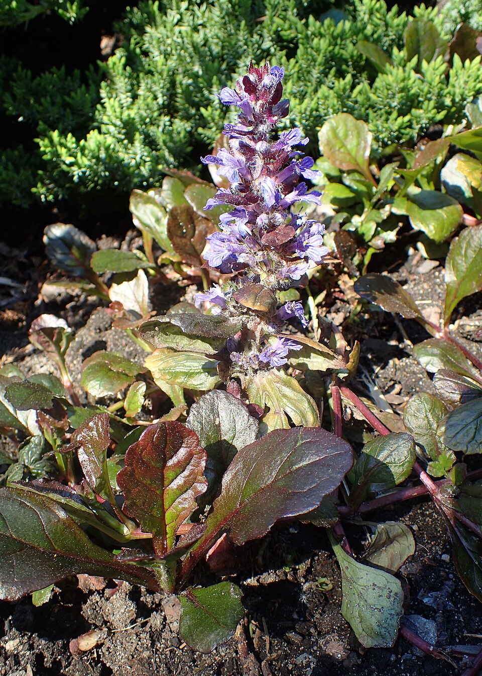Ajuga reptans 'Black Scallop'