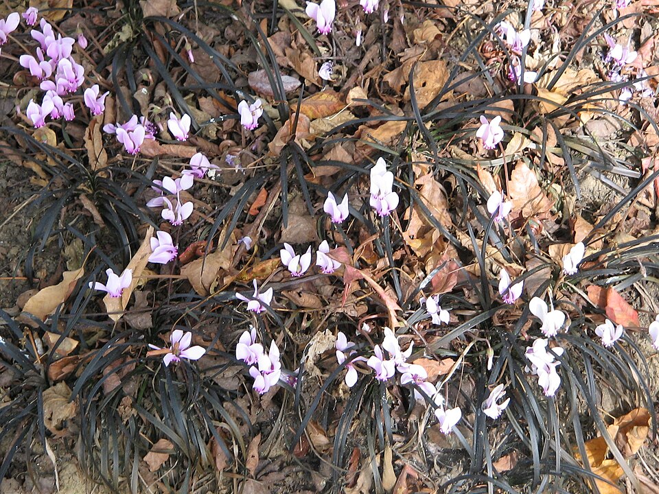 Cyclamen hederifolium (ivy-leaved cyclamen) (alternate view 6)
