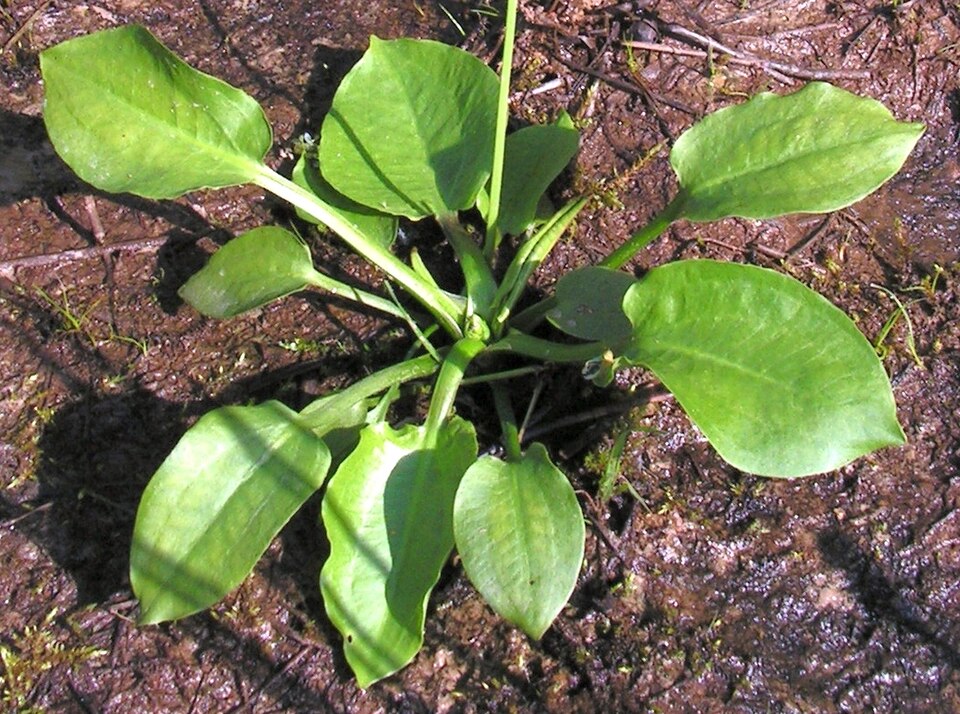 Alisma plantago-aquatica (water-plantain)