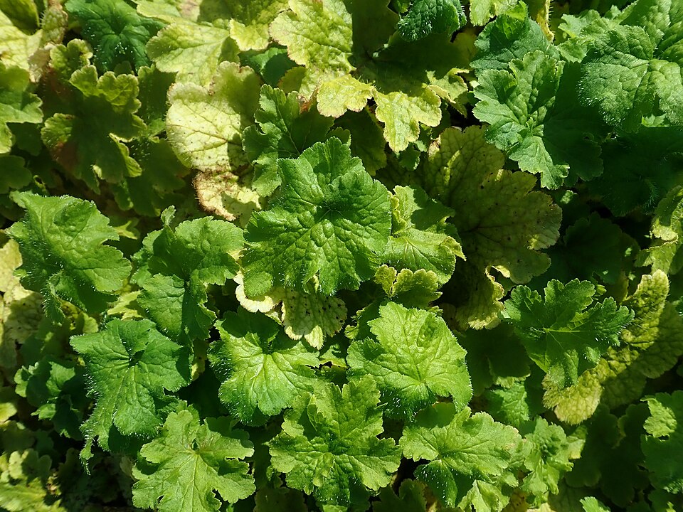 Mitella ovalis (Coastal Miterwort)