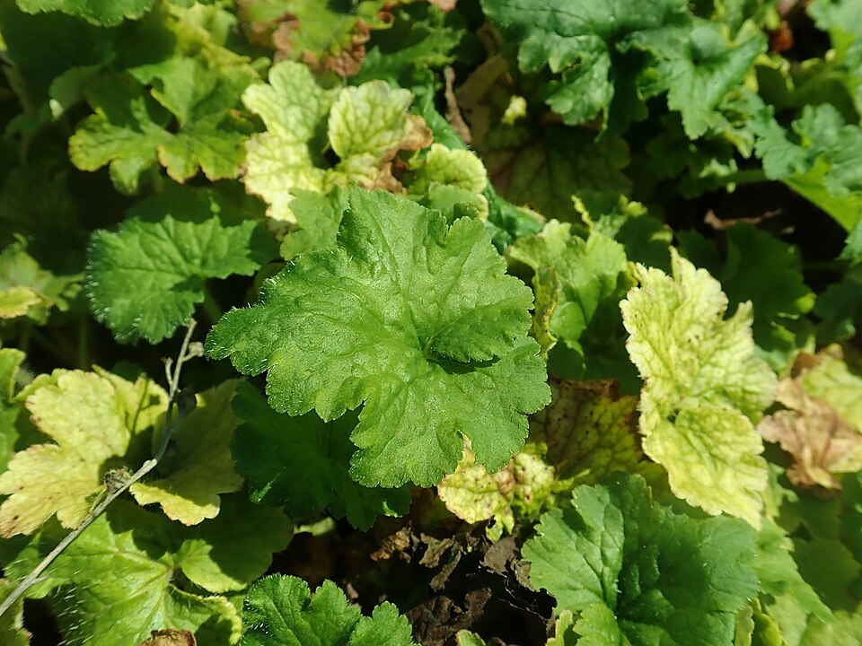 Mitella ovalis (Coastal Miterwort) (alternate view 2)