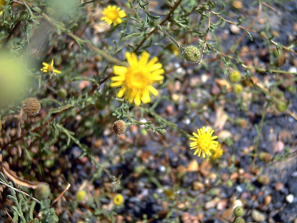 Dittrichia graveolens (Stinkwort) (alternate view 6)