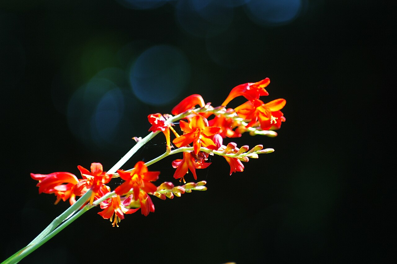 Crocosmia crocosmiiflora, Montbretia — clumping deciduous (Iridaceae) (image 5 of 10)