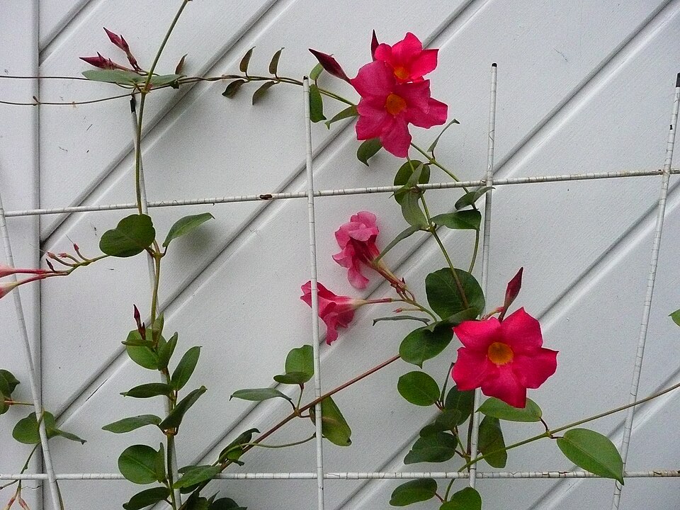 Mandevilla sanderi (Pink Mandevilla) (alternate view 6)