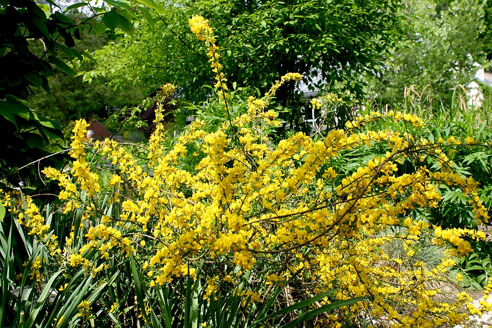 Genista pilosa (silkyleaf woadwaxen) (alternate view 6)