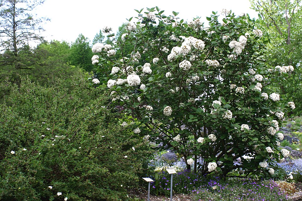 Viburnum carlesii (Korean spice viburnum) (alternate view 6)