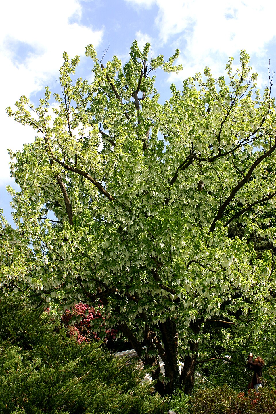 Davidia involucrata (dove tree) (alternate view 5)