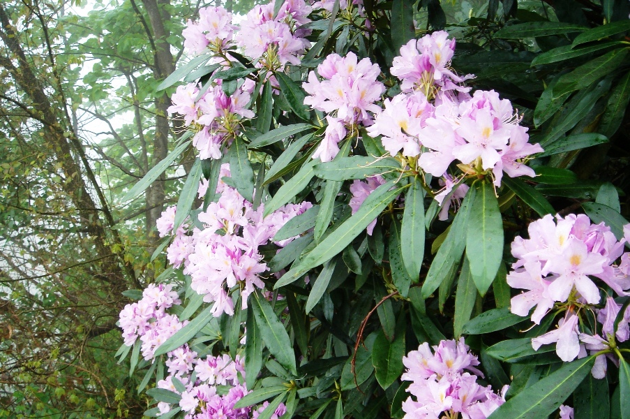 Rhododendron ponticum (Common Rhododendron) (alternate view 7)